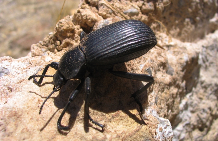 Darkling Beetle